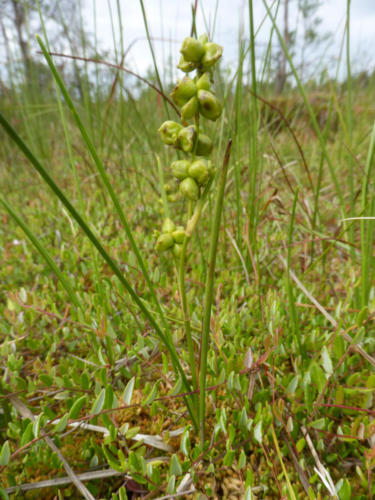 bagnica torfowa3 Zawieprzyce P1140744